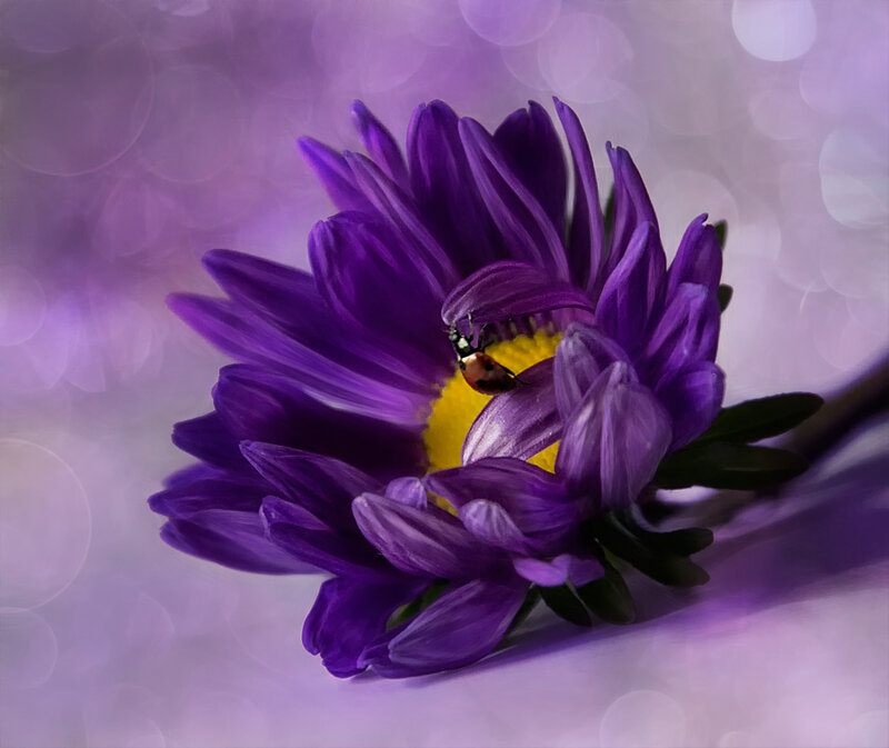 Ladybug on Purple Flower — Serene
