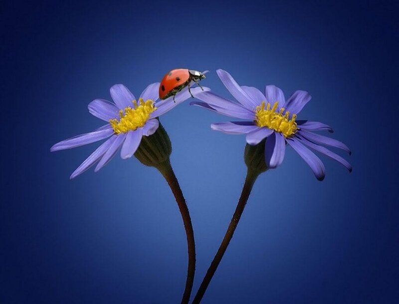 ladybug on purple flowers