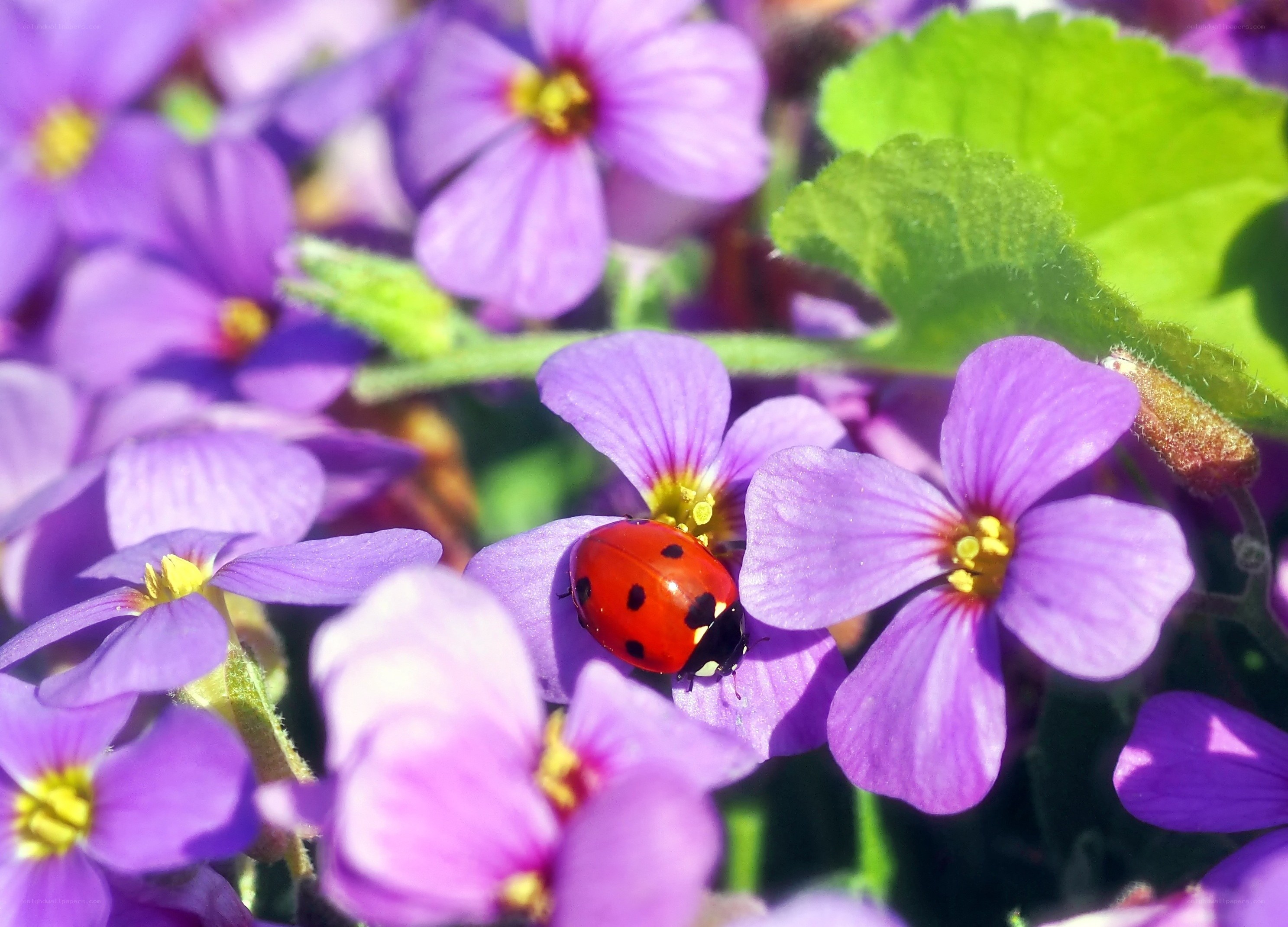 ladybug on purple flowers