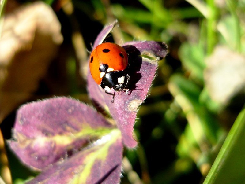 Ladybug on Purple Leaf