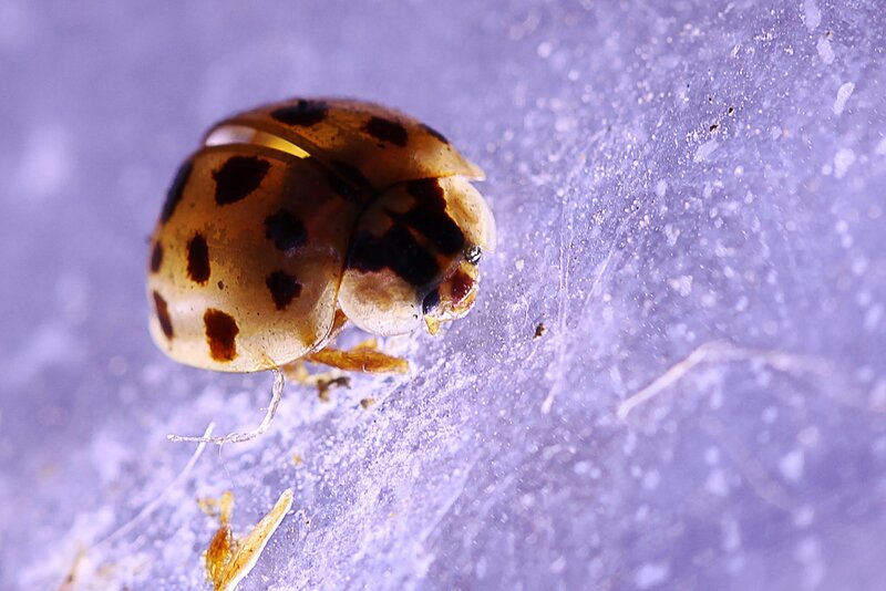 ladybug on purple surface