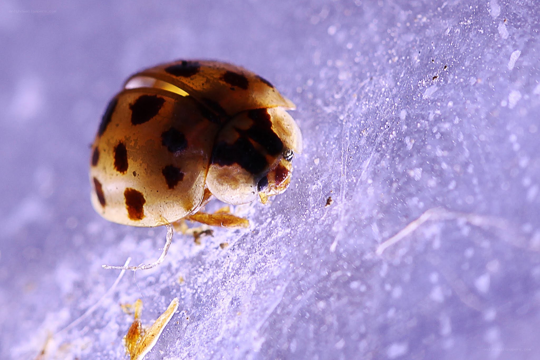 ladybug on purple surface