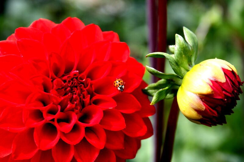 Ladybug on Red Dahlia