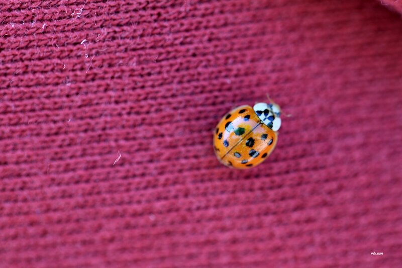 ladybug on red fabric