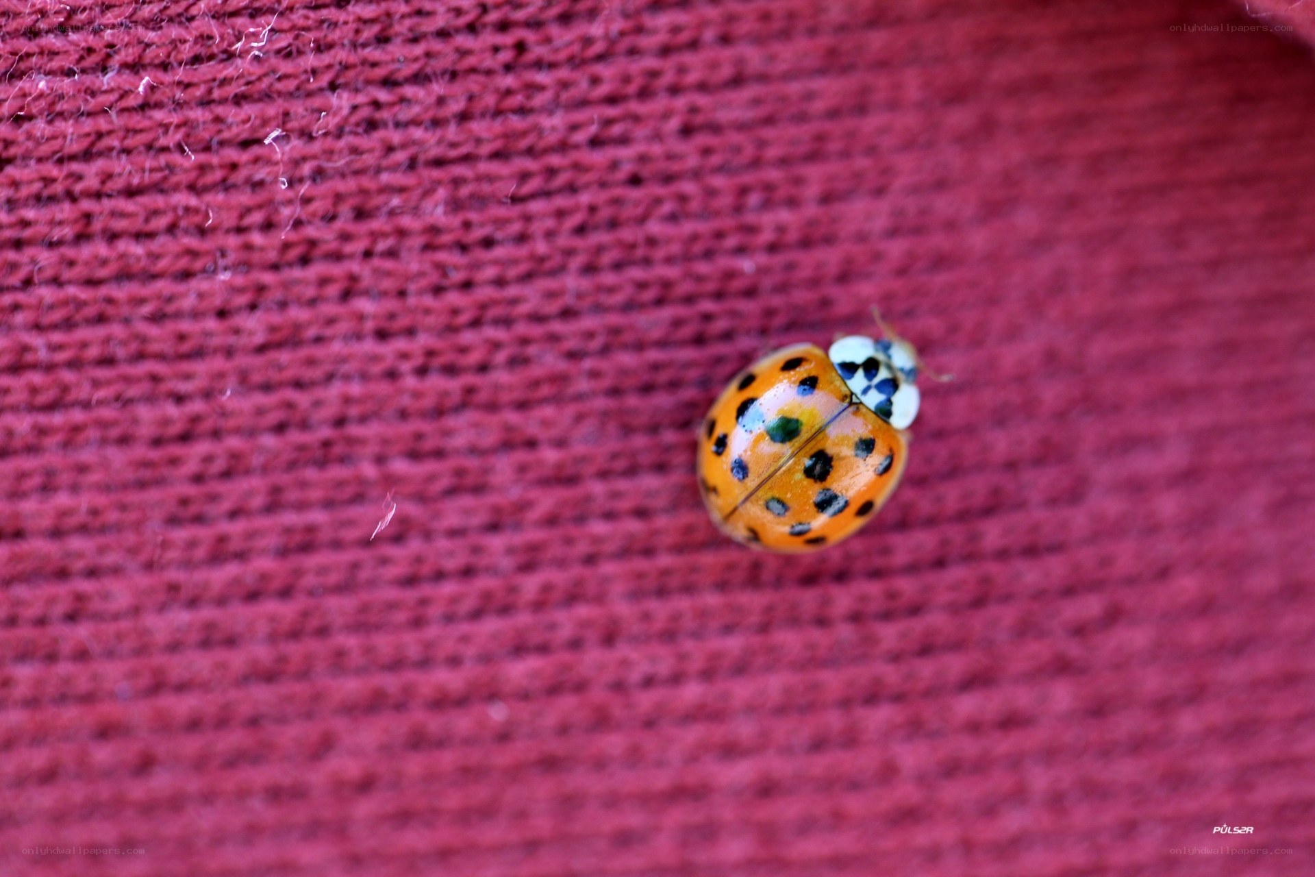 ladybug on red fabric
