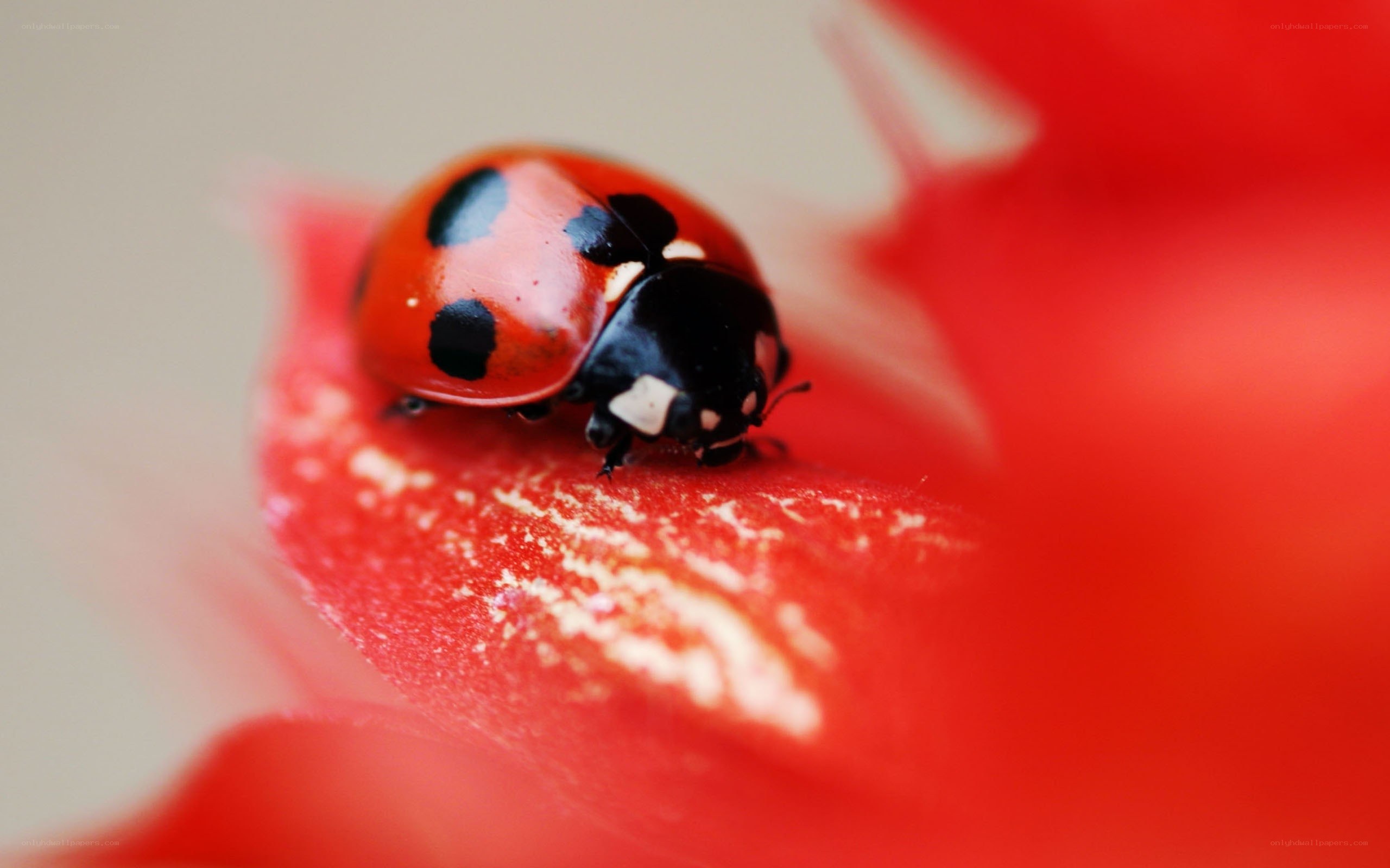 ladybug on red flower
