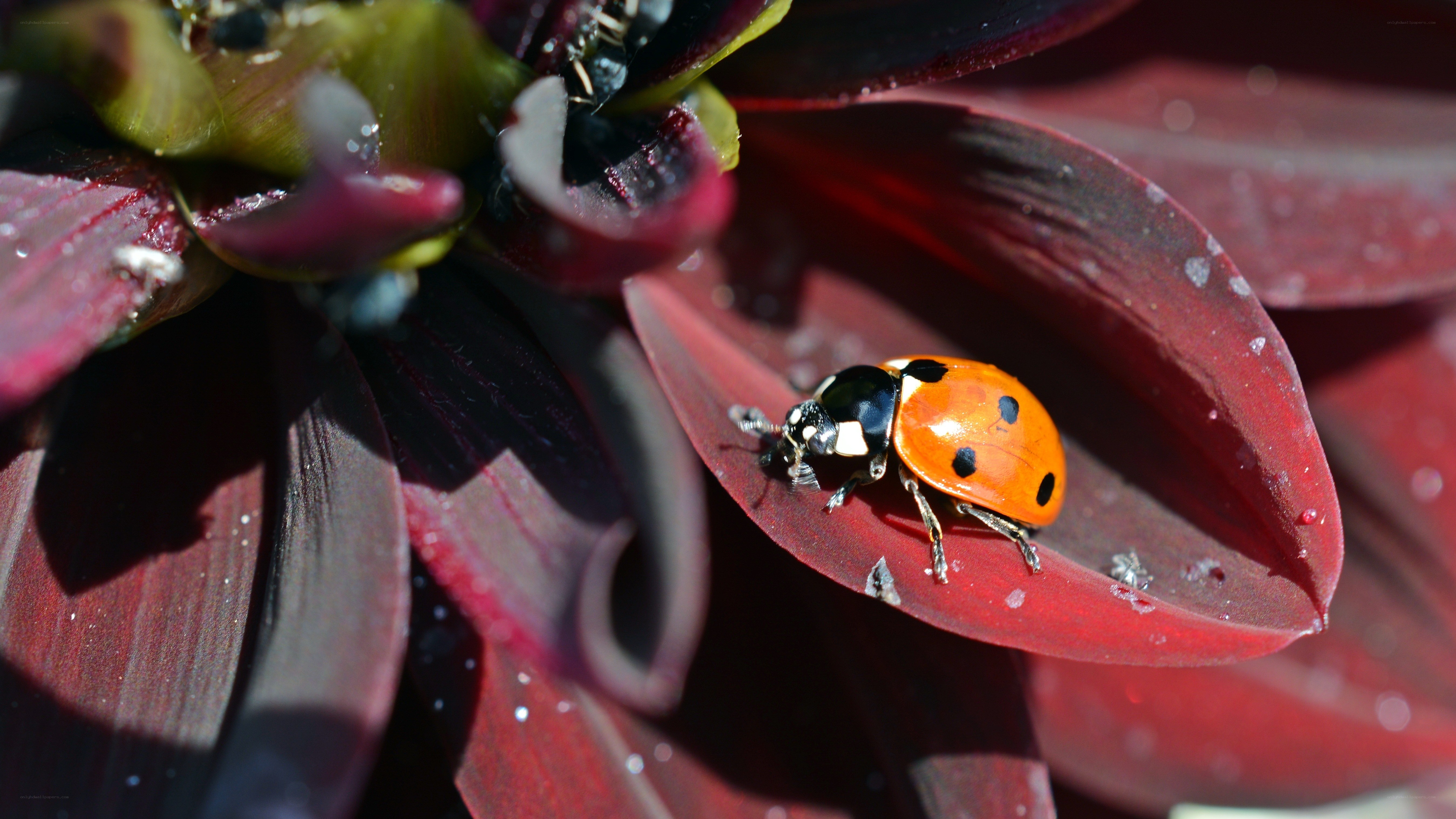 ladybug on red leaf