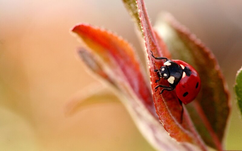 Ladybug on Red Leaf — Calm, Autumn, Photograph