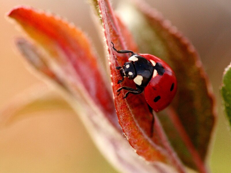 Ladybug on Red Leaf — Calm, Autumn