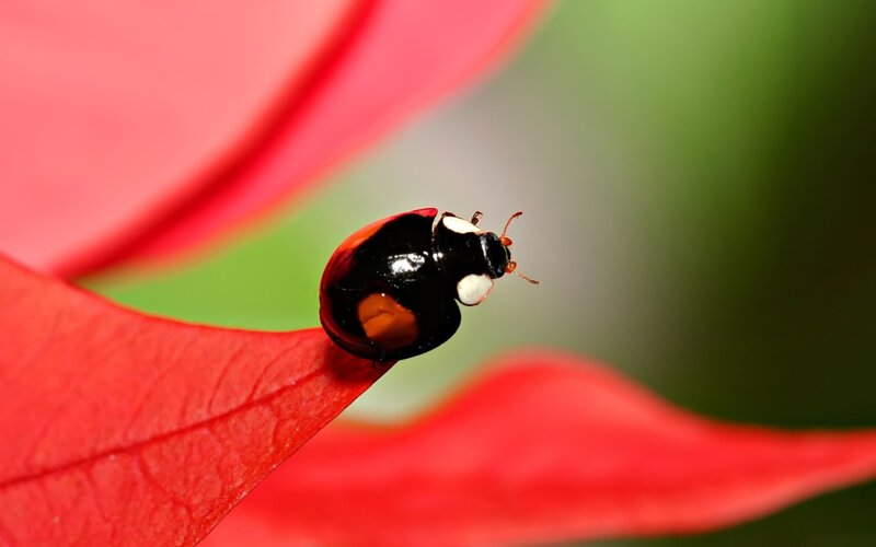 Ladybug on Red Leaf — Calm, Photograph, Insect
