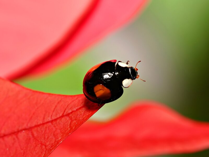 Ladybug on Red Leaf — Calm, Photograph