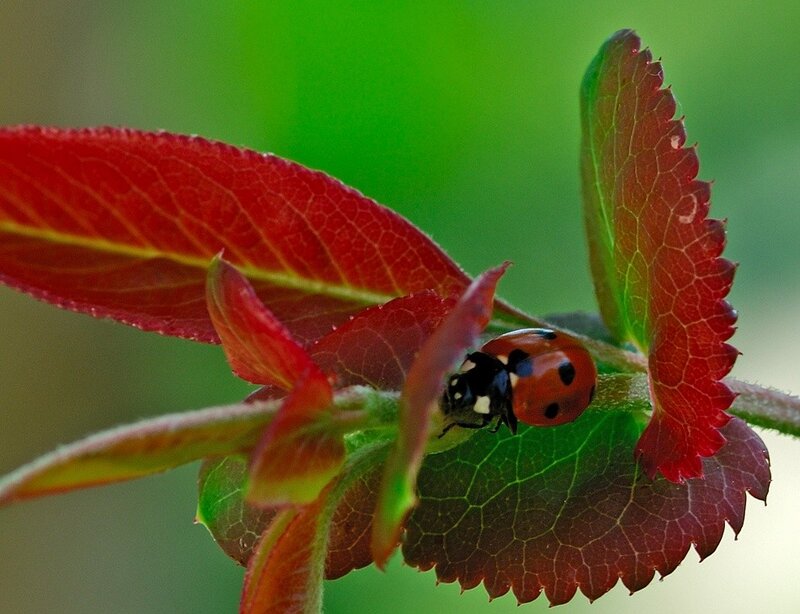 Ladybug on Red Leaf — Calm, Spring