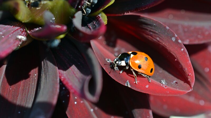 Ladybug on Red Leaf — Natural
