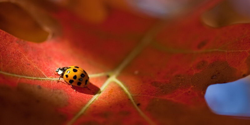 Ladybug on Red Leaf — Serene, Autumn