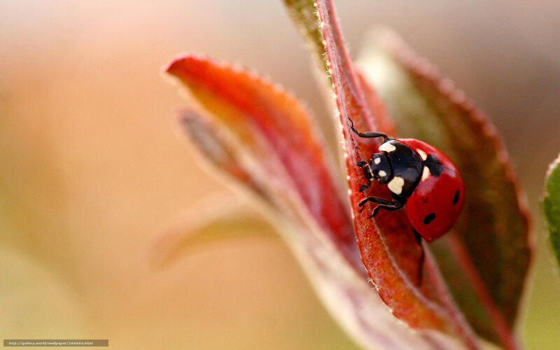 Ladybug on Red Leaf — Serene
