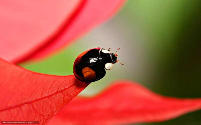 Ladybug on red leaf