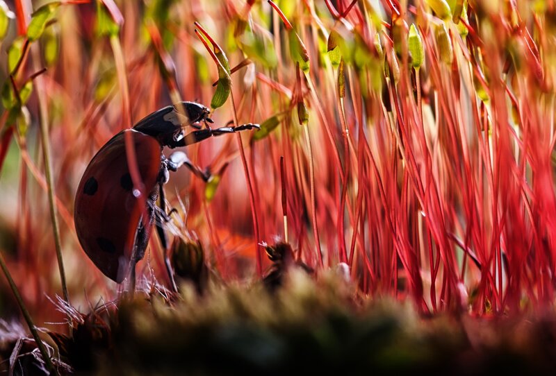 Ladybug on Red Moss