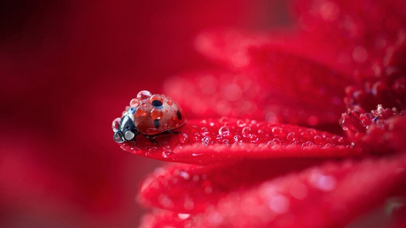 Ladybug on Red Petal — Calm, Photograph, Droplets