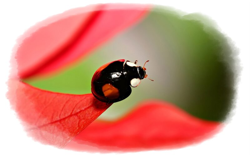 Ladybug on Red Petal — Calm, Photograph