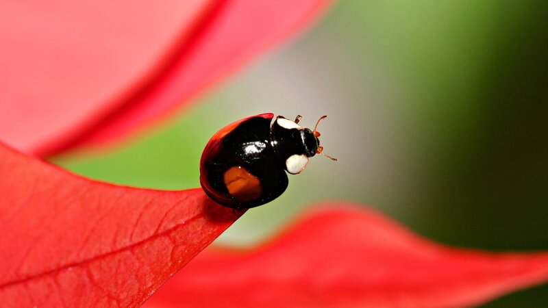 Ladybug on Red Petal — Calm