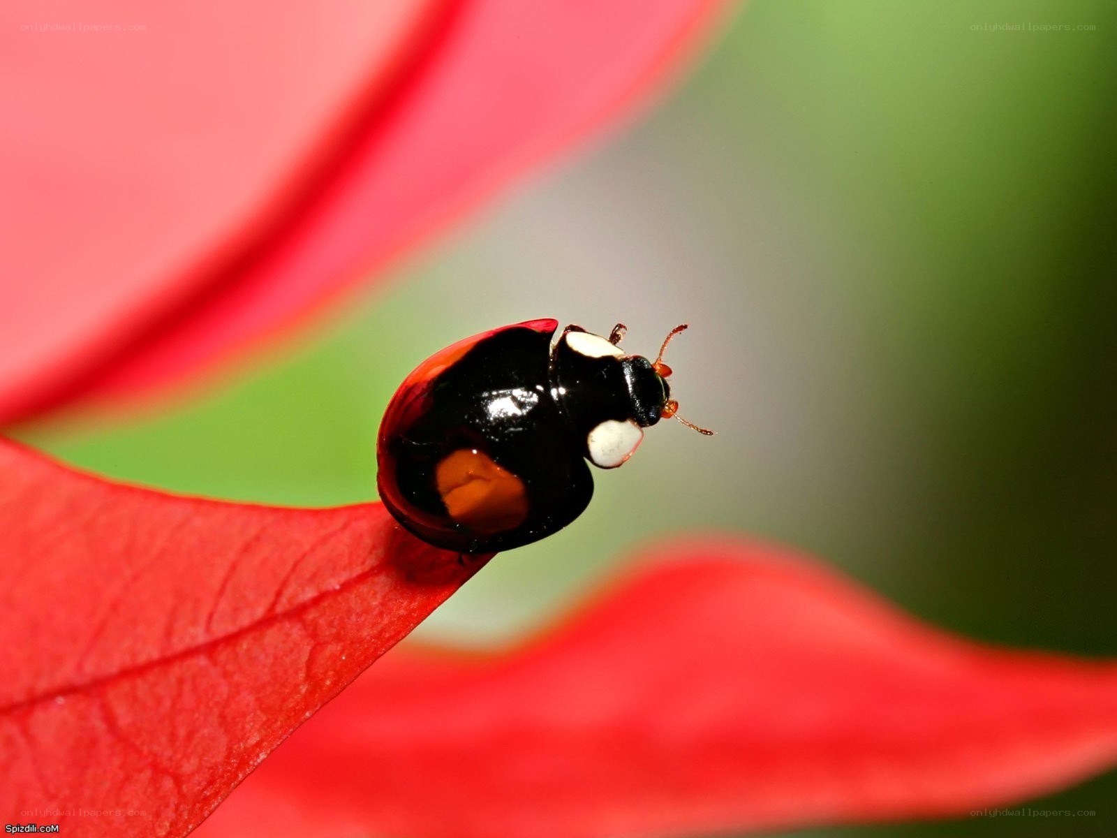 ladybug on red petal