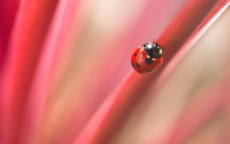 ladybug on red plant stem