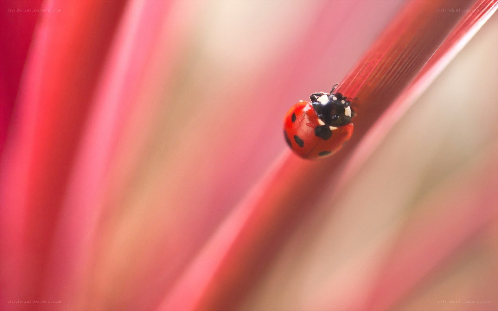 ladybug on red plant stem