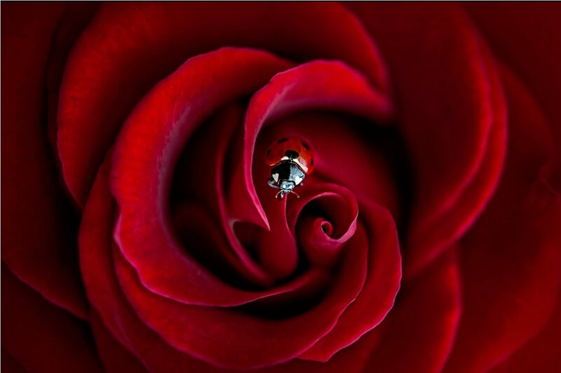 Ladybug on Red Rose