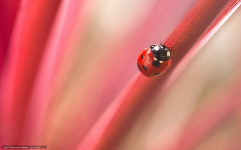 ladybug on red stem