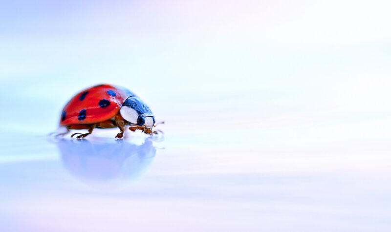 Ladybug on Reflective Surface