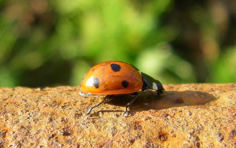 Ladybug on Rock