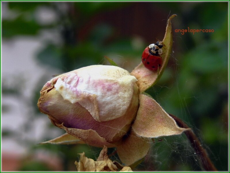 Ladybug on Rose Bud — Red
