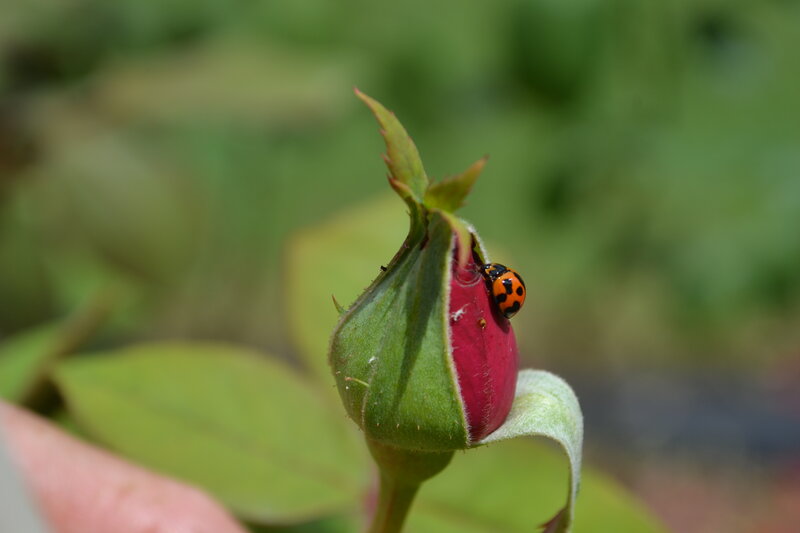 Ladybug on Rose Bud