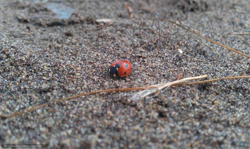 ladybug on sandy ground