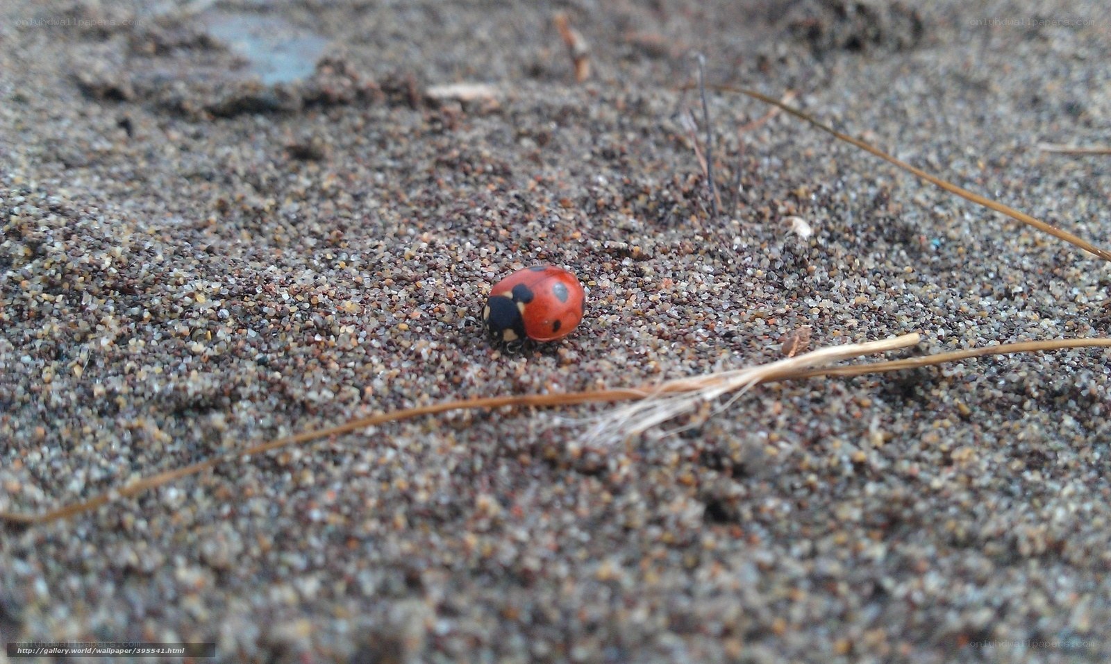 ladybug on sandy ground