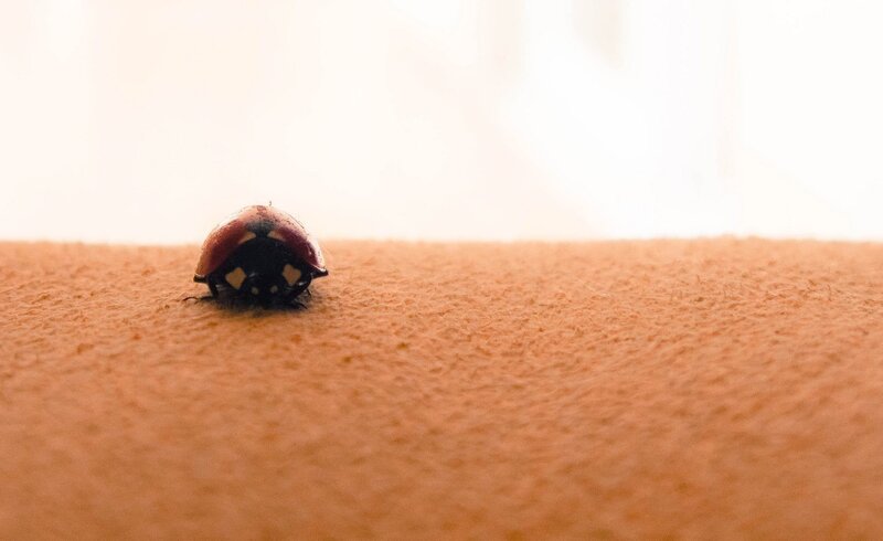 Ladybug on Skin — Orange