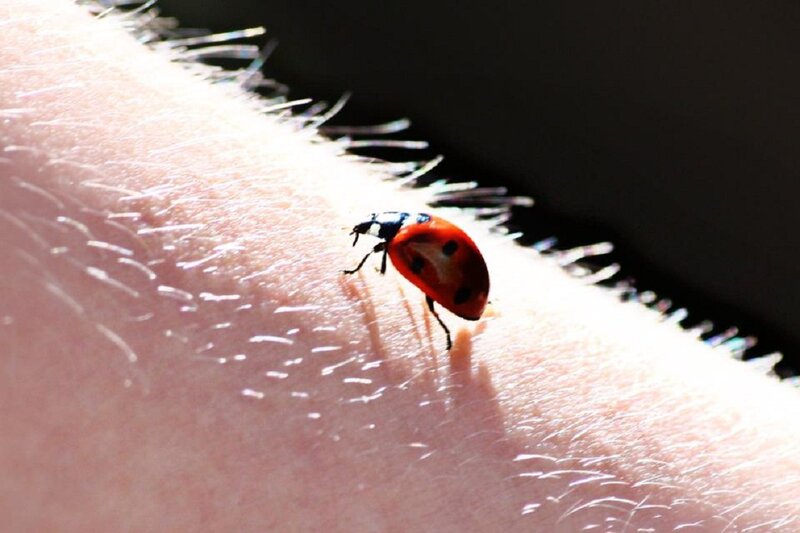 Ladybug on Skin