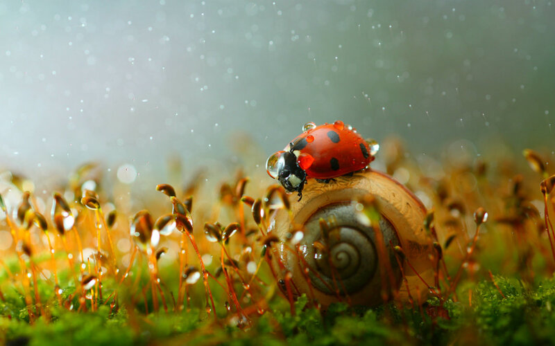 Ladybug on Snail Shell