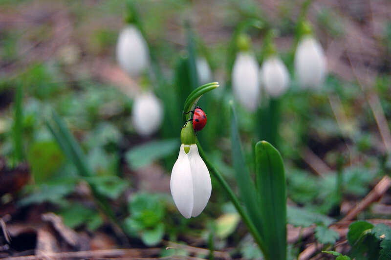 Ladybug on Snowdrop
