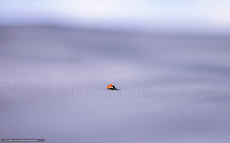 ladybug on snowy surface