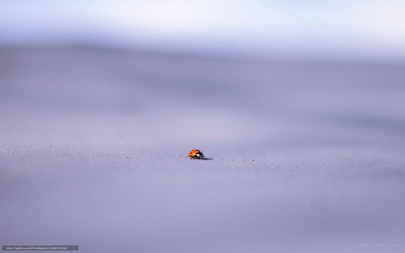 ladybug on snowy surface