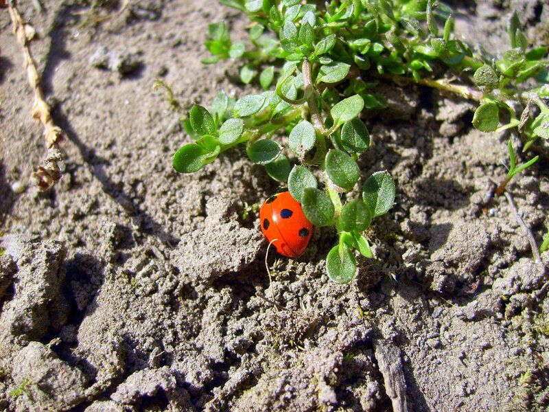 Ladybug on Soil
