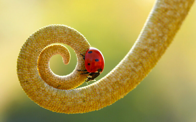 Ladybug on Spiral Stem