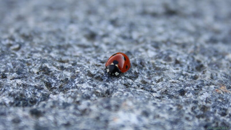 ladybug on stone surface