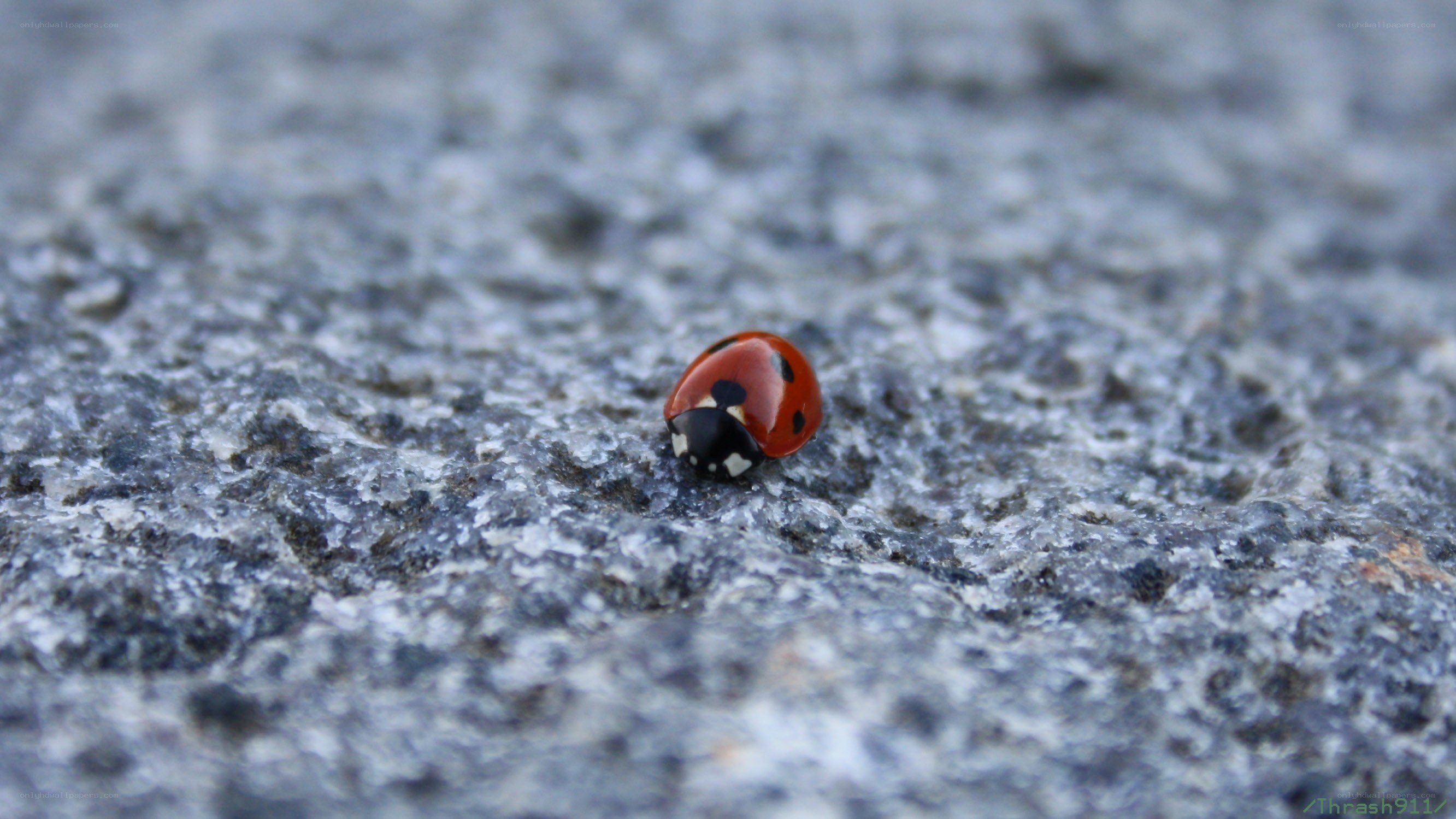 ladybug on stone surface