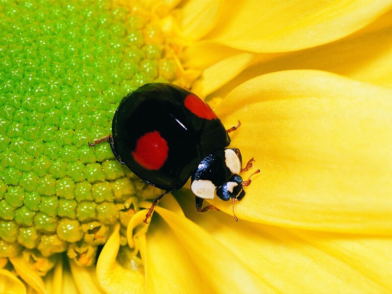 ladybug on sunflower