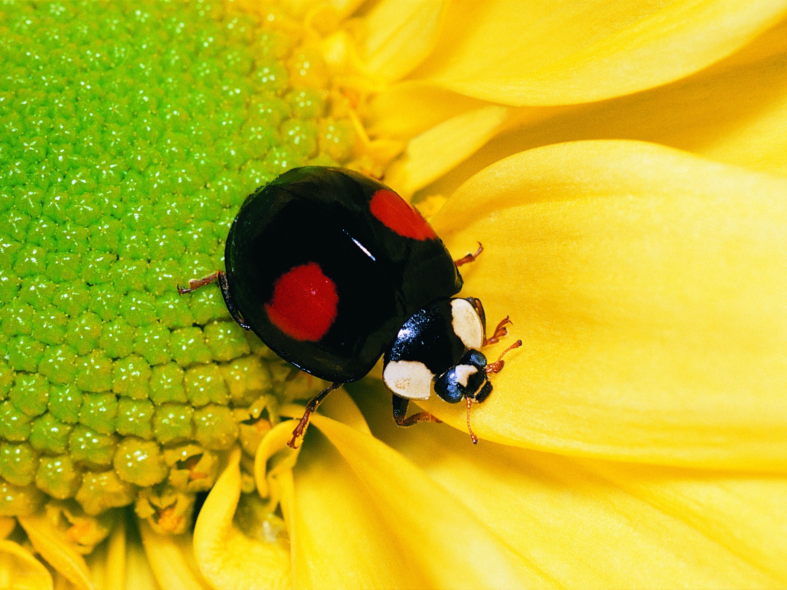 ladybug on sunflower