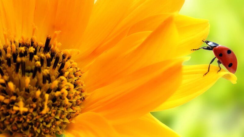 ladybug on sunflower