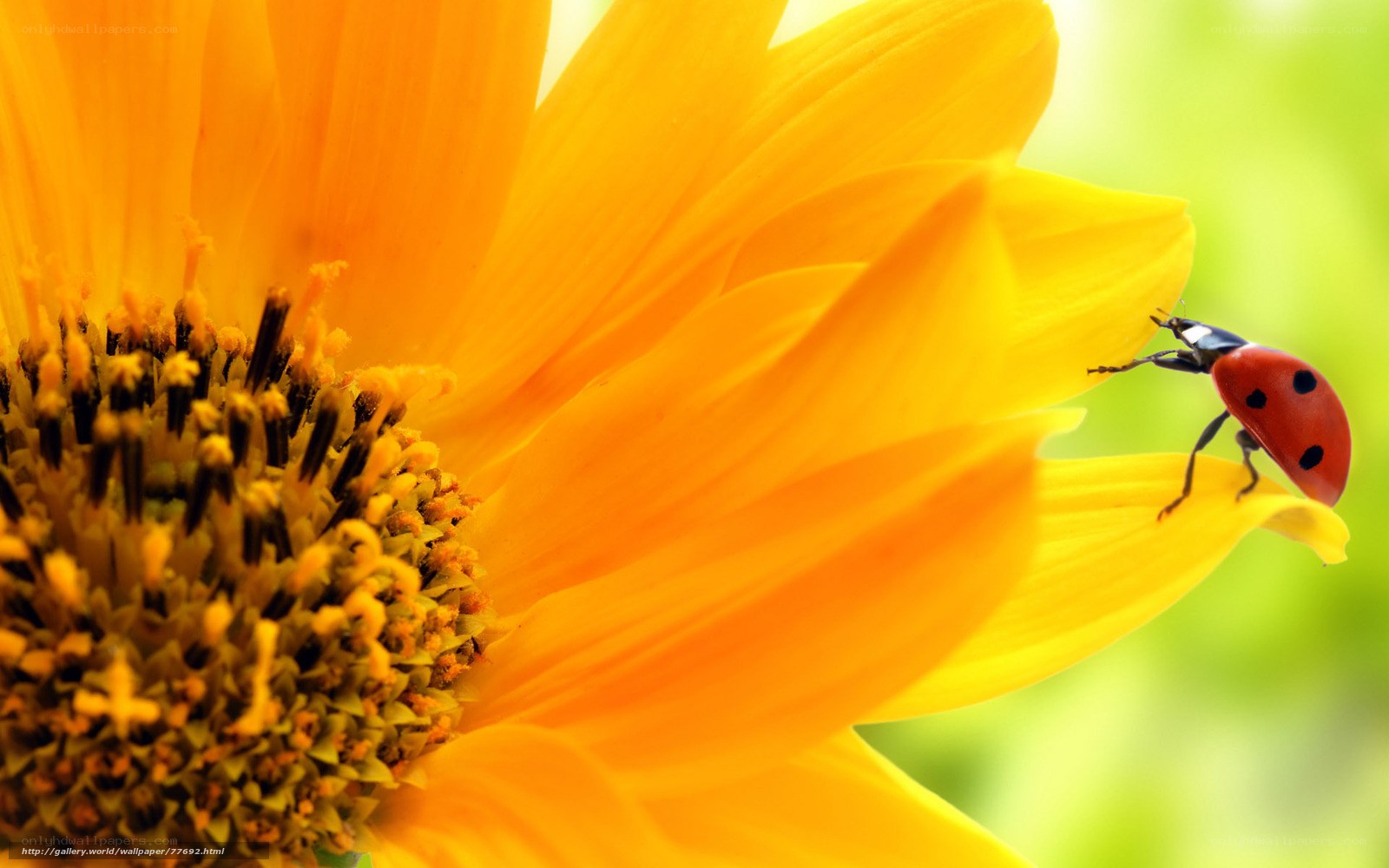 ladybug on sunflower petal