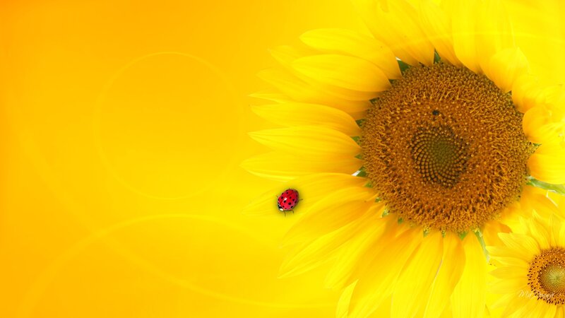 Ladybug on Sunflower — Yellow, Bright